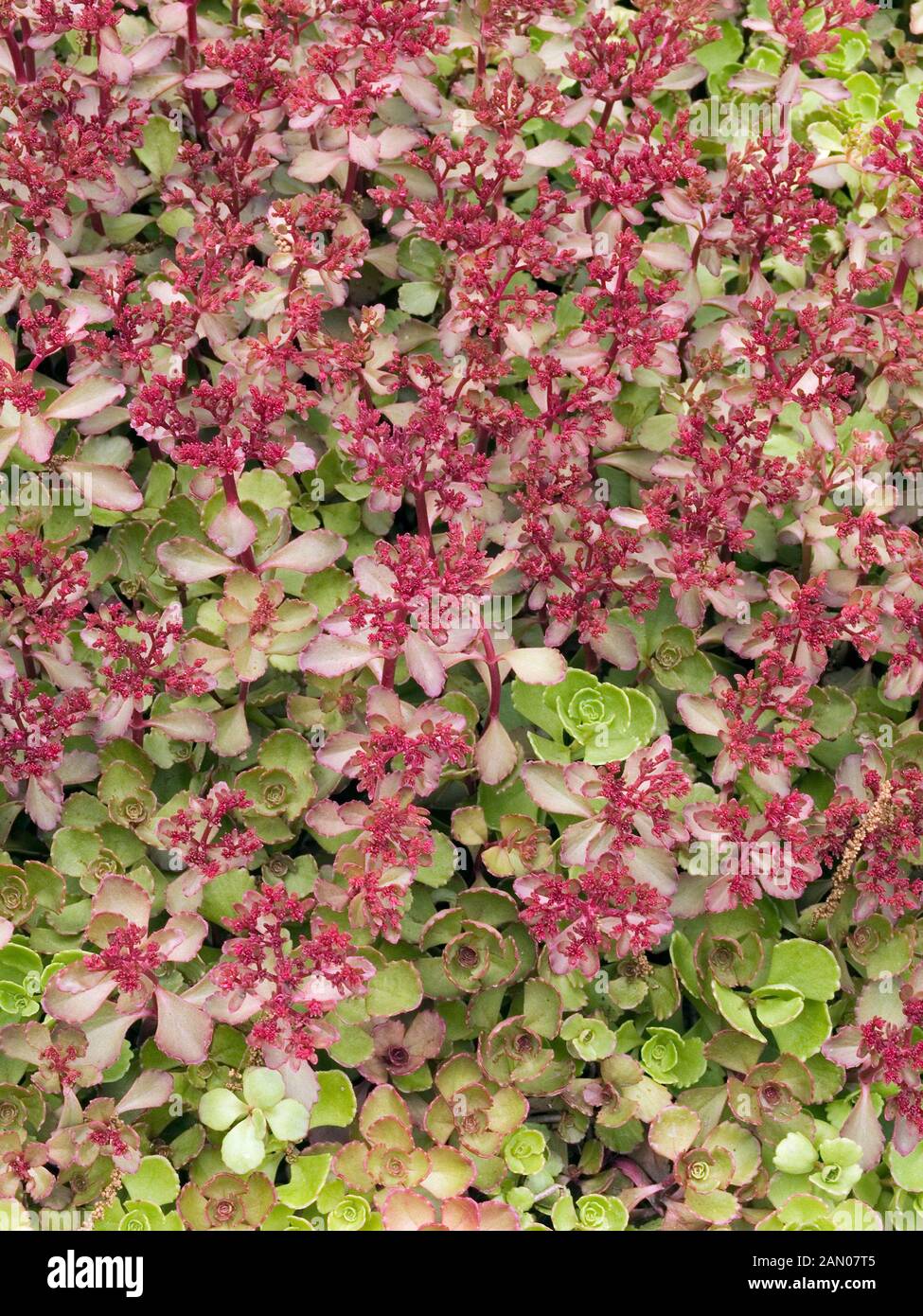 SEDUM SPURIUM RED CARPET Stock Photo