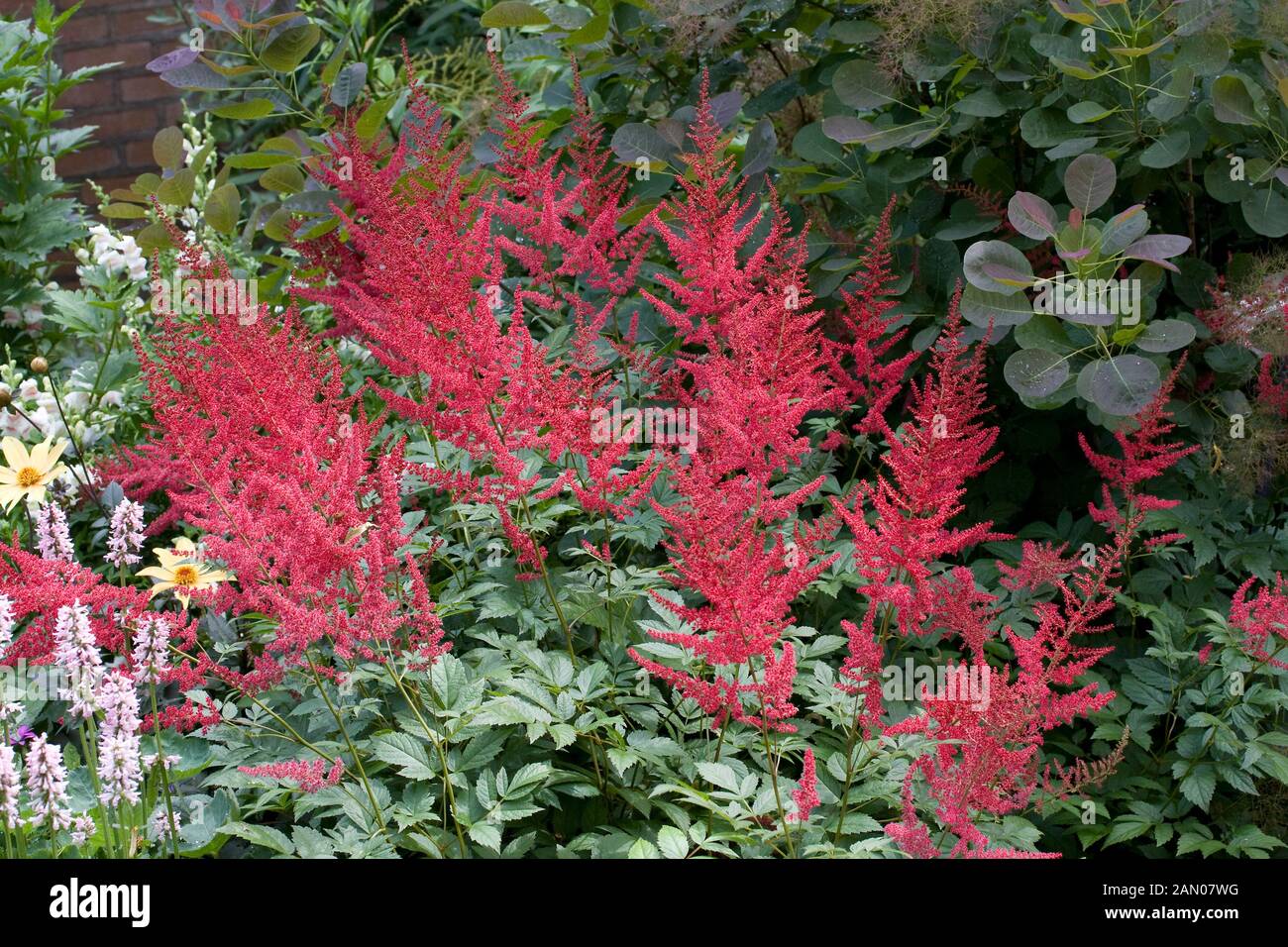 ASTILBE ARENDSII 'RED SENTINEL' Stock Photo