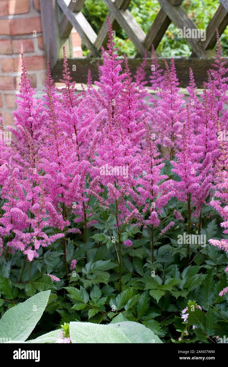 ASTILBE 'MAGGIE DALEY' Stock Photo Alamy