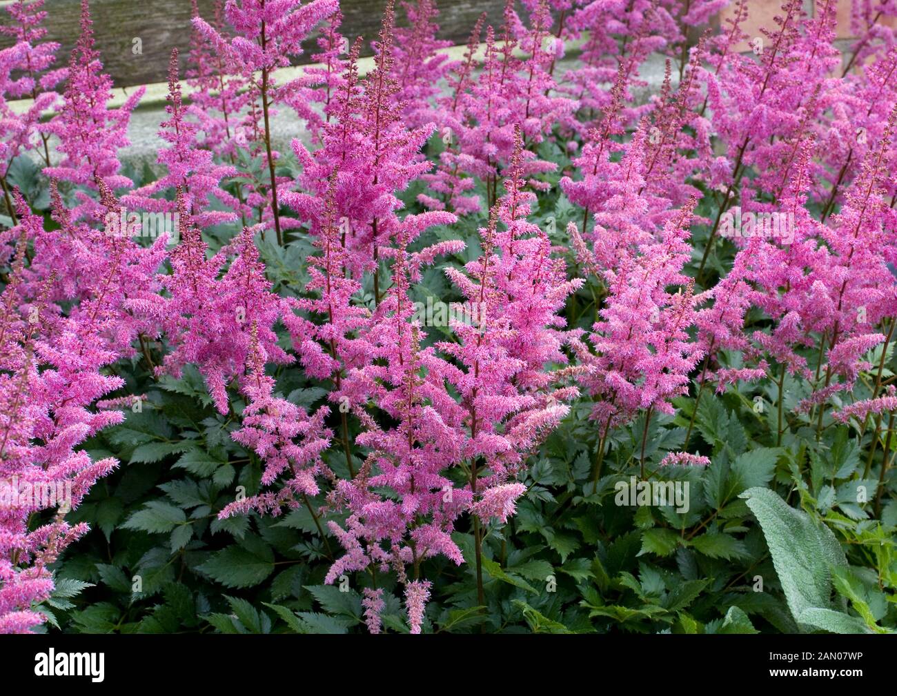 ASTILBE 'MAGGIE DALEY' Stock Photo - Alamy