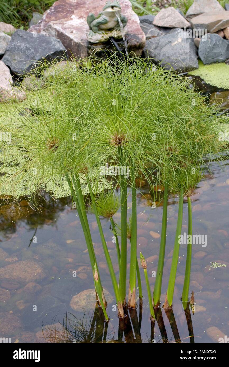 CYPERUS PAPYRUS Stock Photo