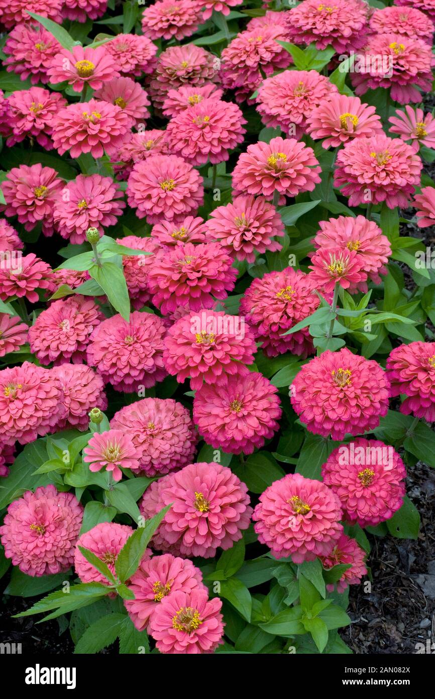 ZINNIA ELEGANS MAGELLAN CORAL Stock Photo - Alamy