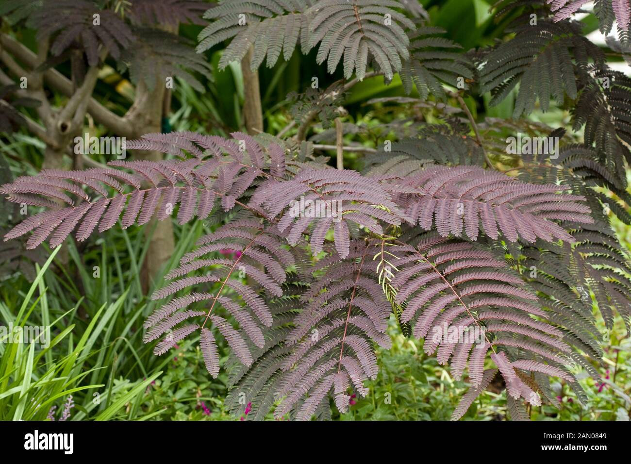 Albizia Julibrissin Summer Chocolate High Resolution Stock Photography And Images Alamy