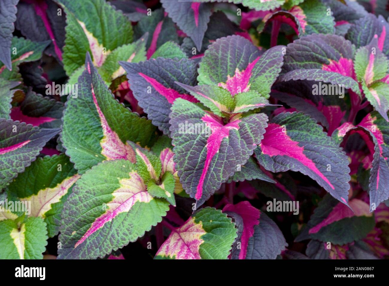 Perilla Magilla Stock Photo Alamy