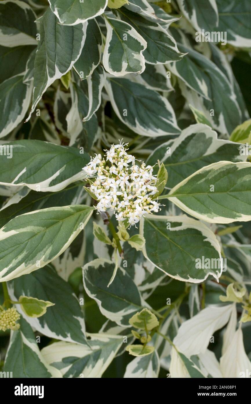 CORNUS SERICEA SILVER AND GOLD Stock Photo Alamy