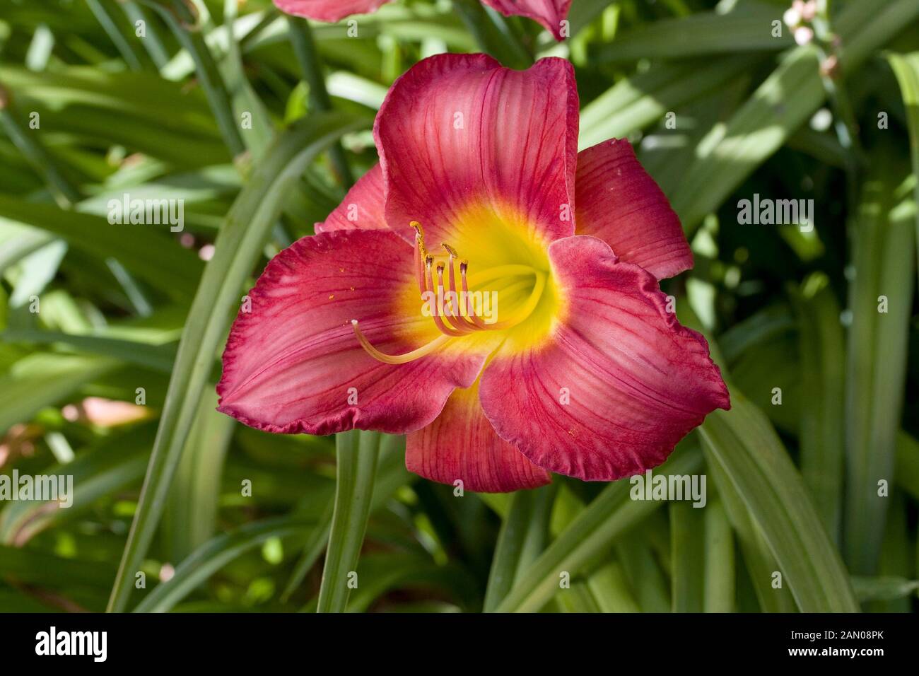 HEMEROCALLIS SCARLET ORBIT Stock Photo - Alamy