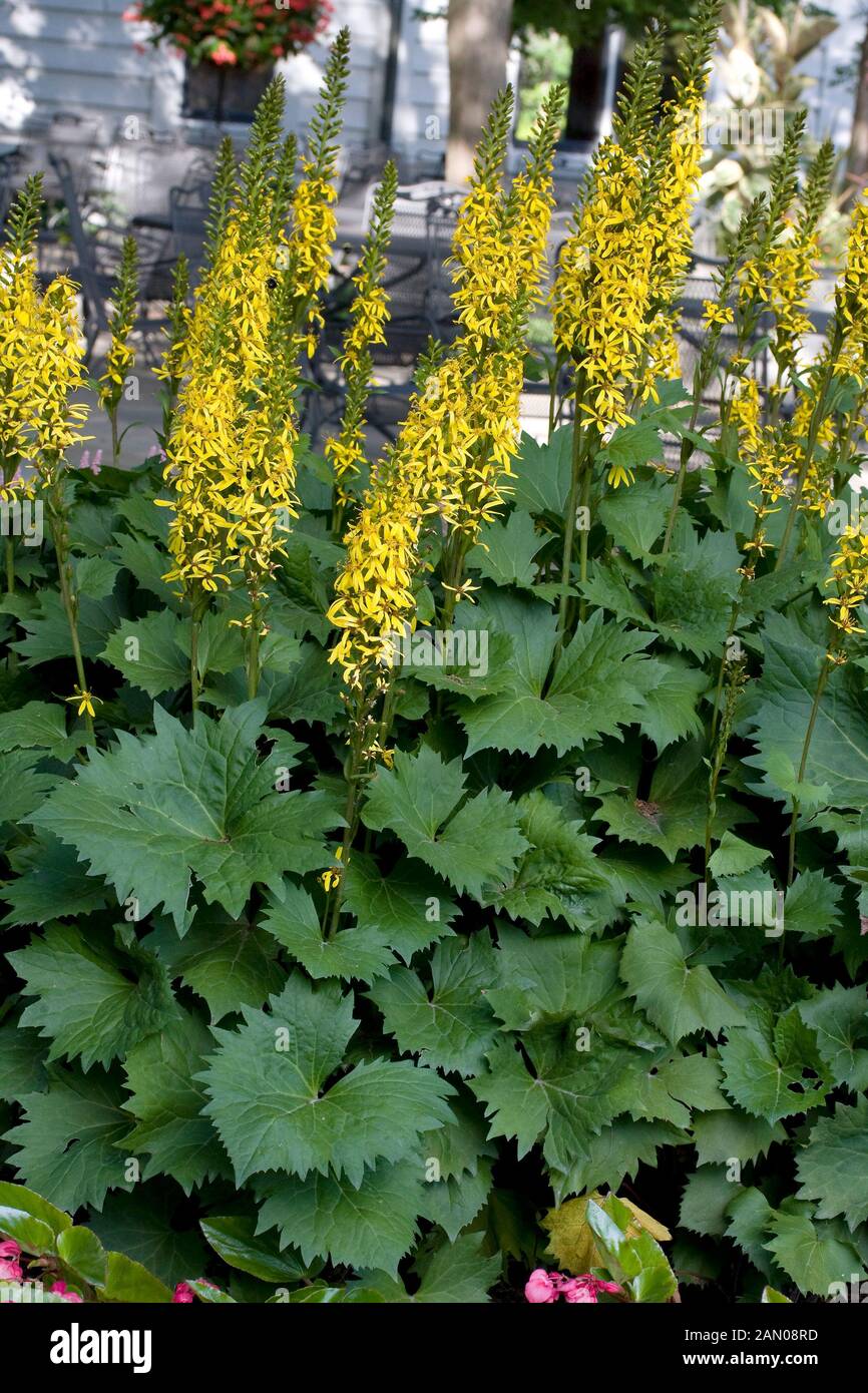 Page 3 Yellow Ligularia High Resolution Stock Photography And Images Alamy
