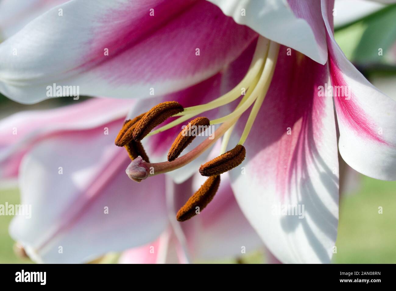 Lilium silk road hires stock photography and images Alamy