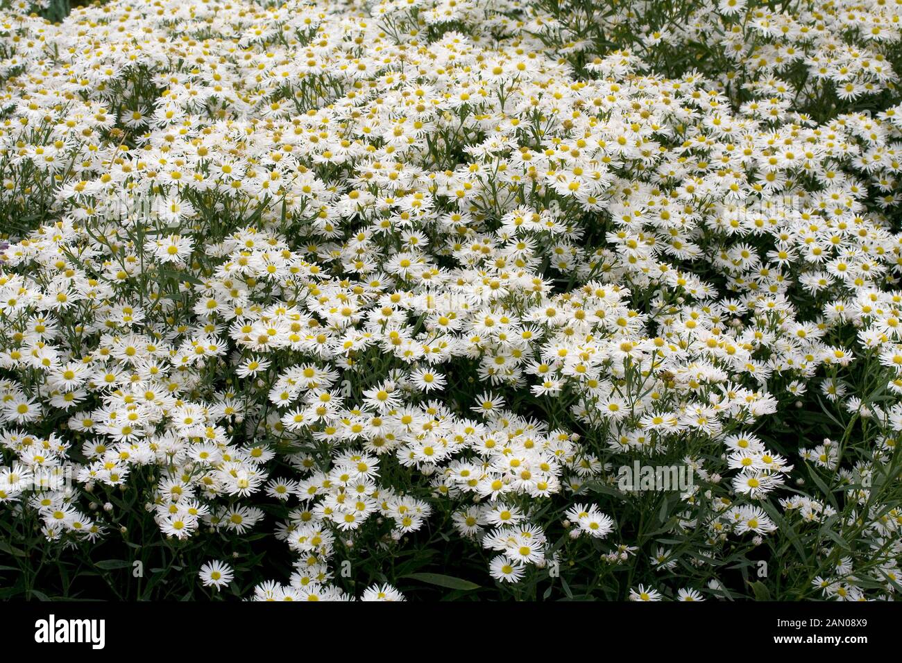 BOLTONIA ASTEROIDES SNOWBANK Stock Photo