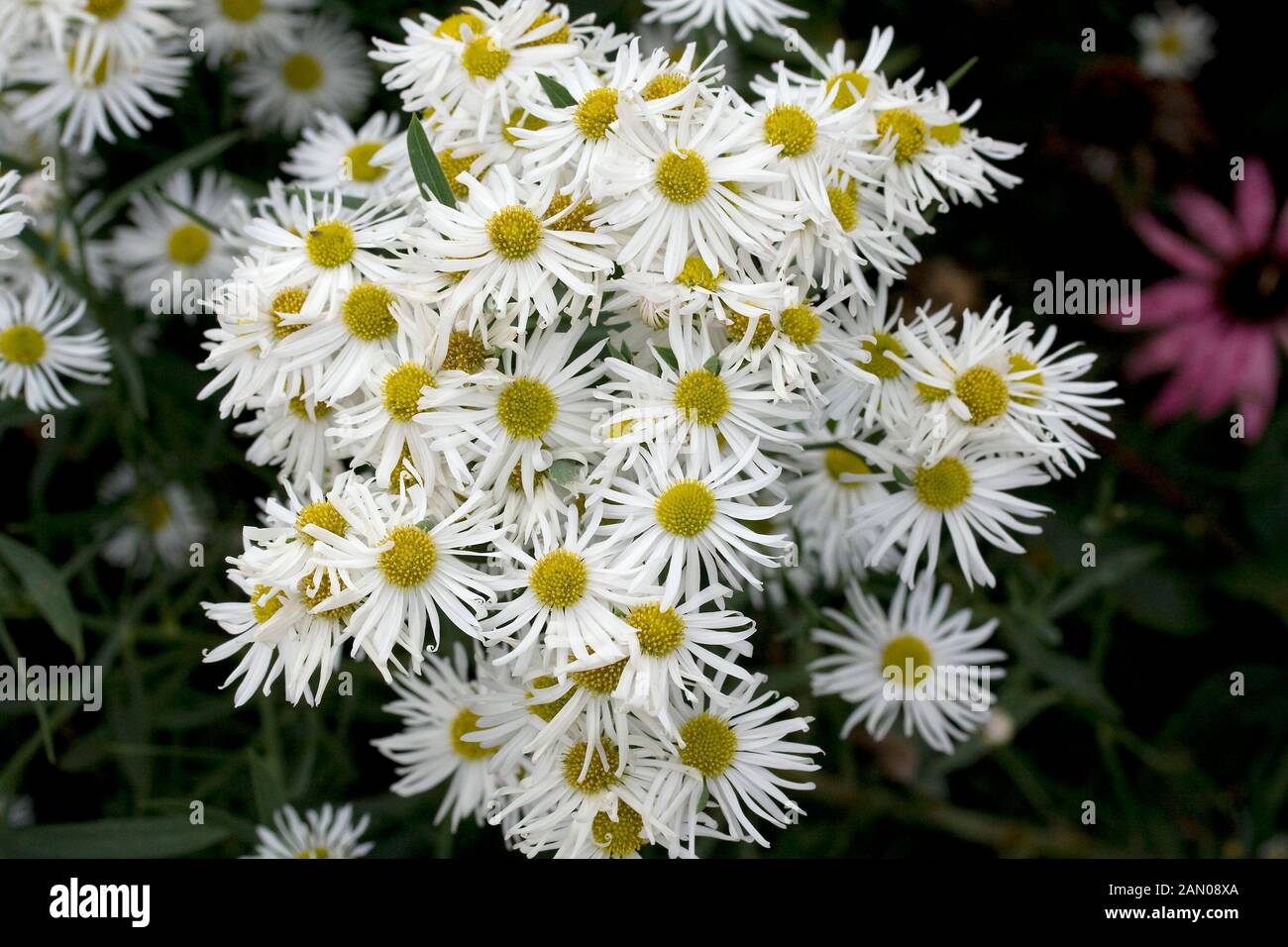 BOLTONIA ASTEROIDES SNOWBANK Stock Photo