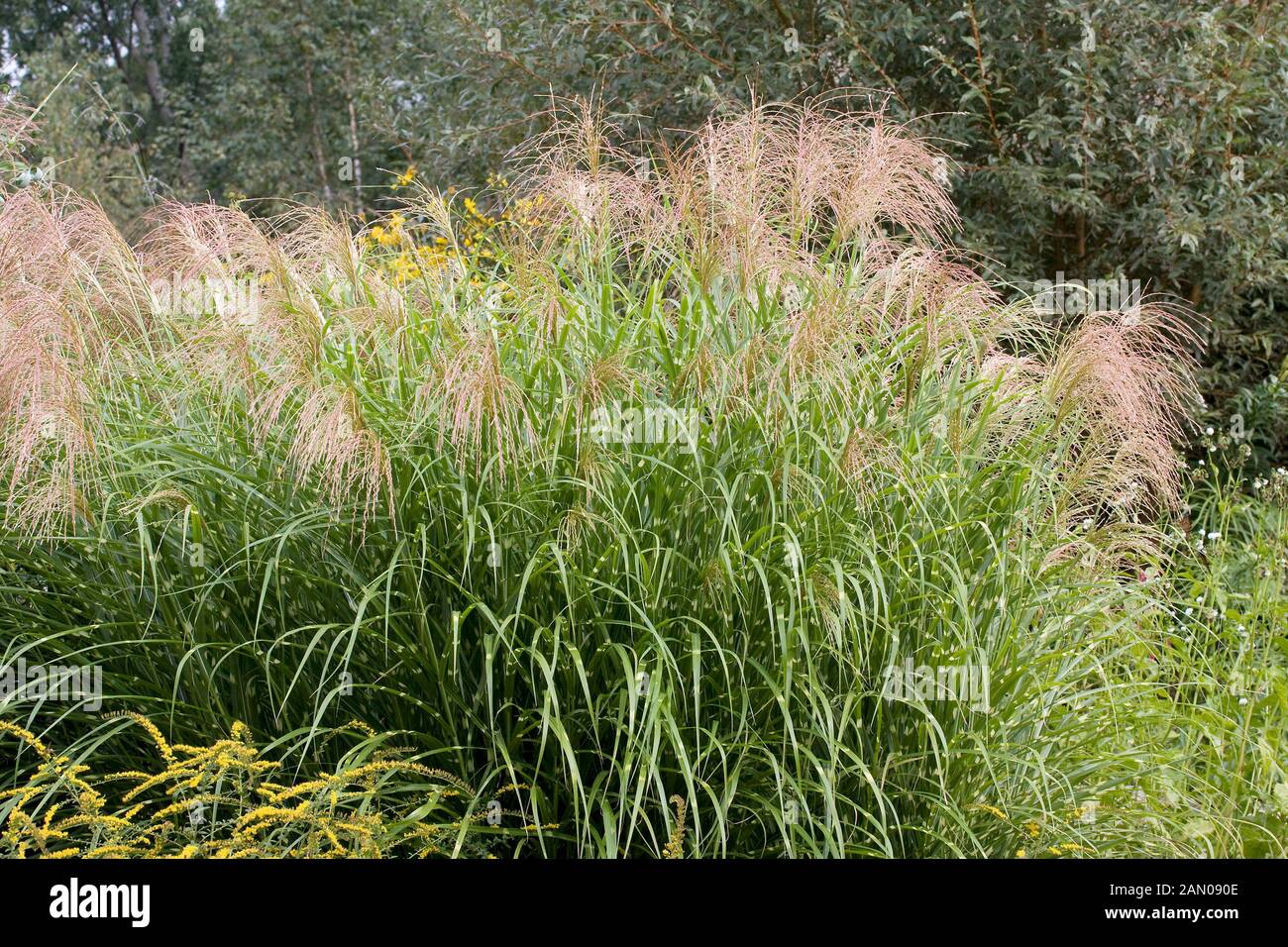 Miscanthus Sinensis Strictus