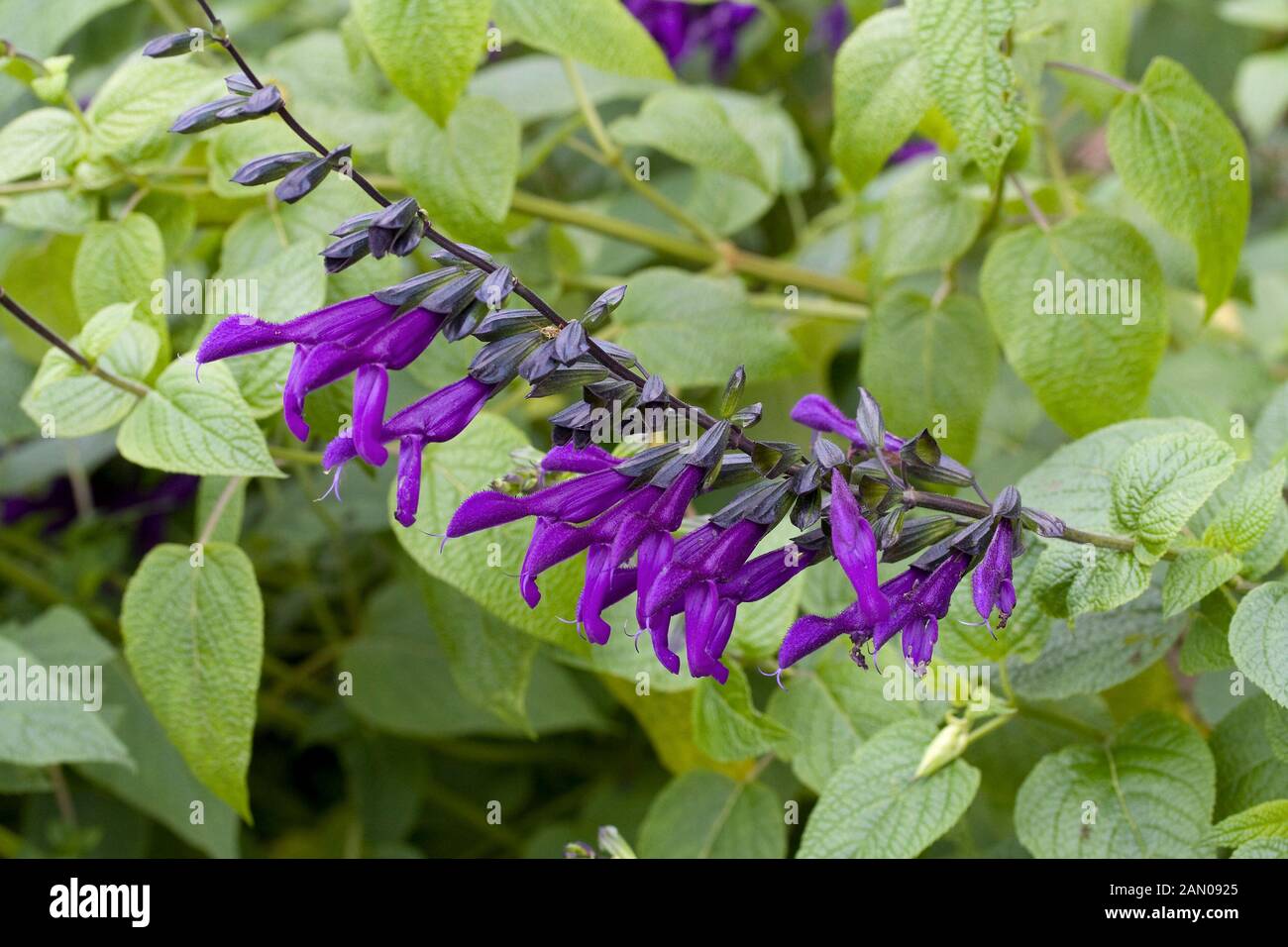 SALVIA GUARANITICA PURPLE MAJESTY Stock Photo