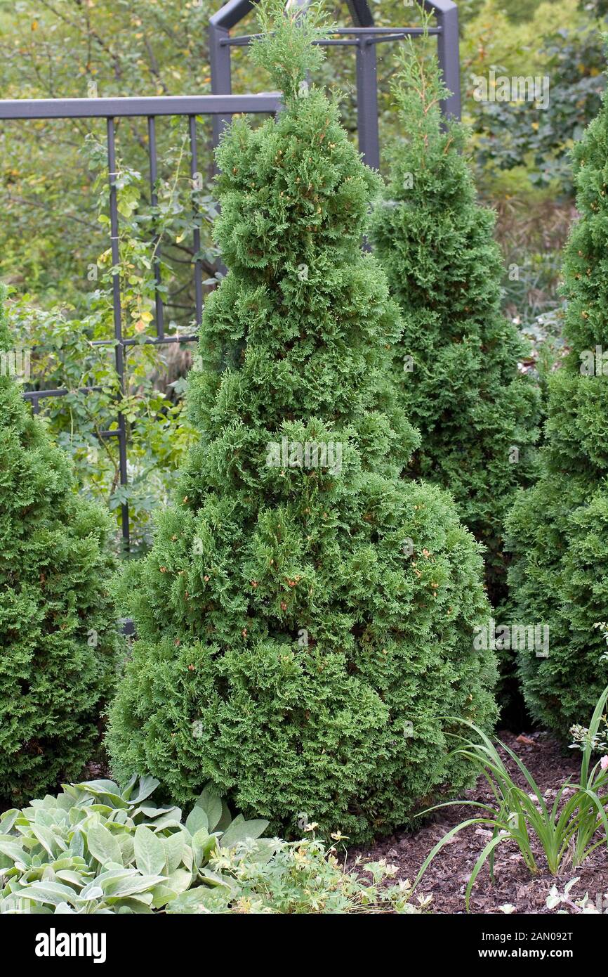 Thuja occidentalis holmstrup hi-res stock photography and images - Alamy