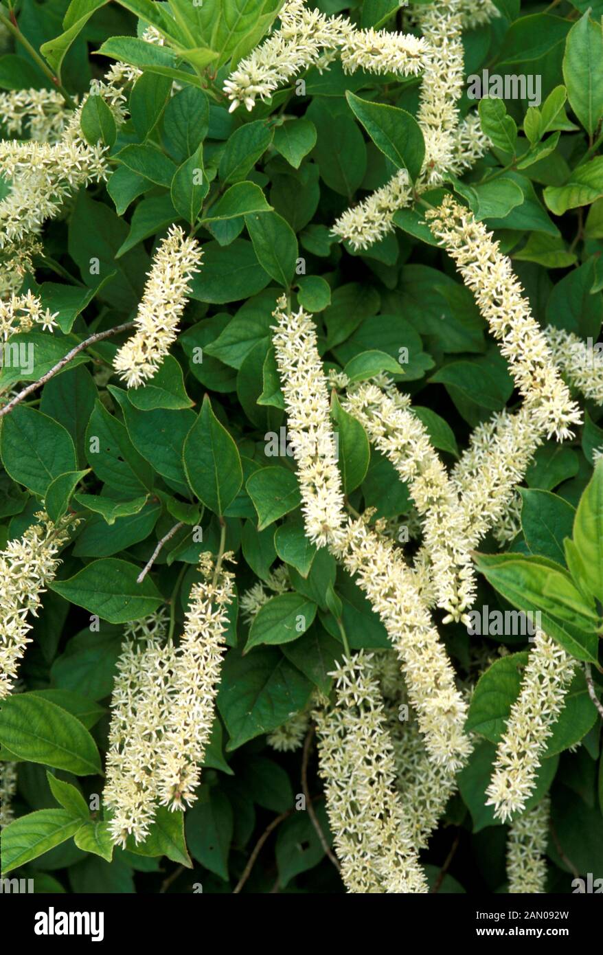 ITEA VIRGINICA   SPRICH   FLOWERS AND FOLIAGE Stock Photo