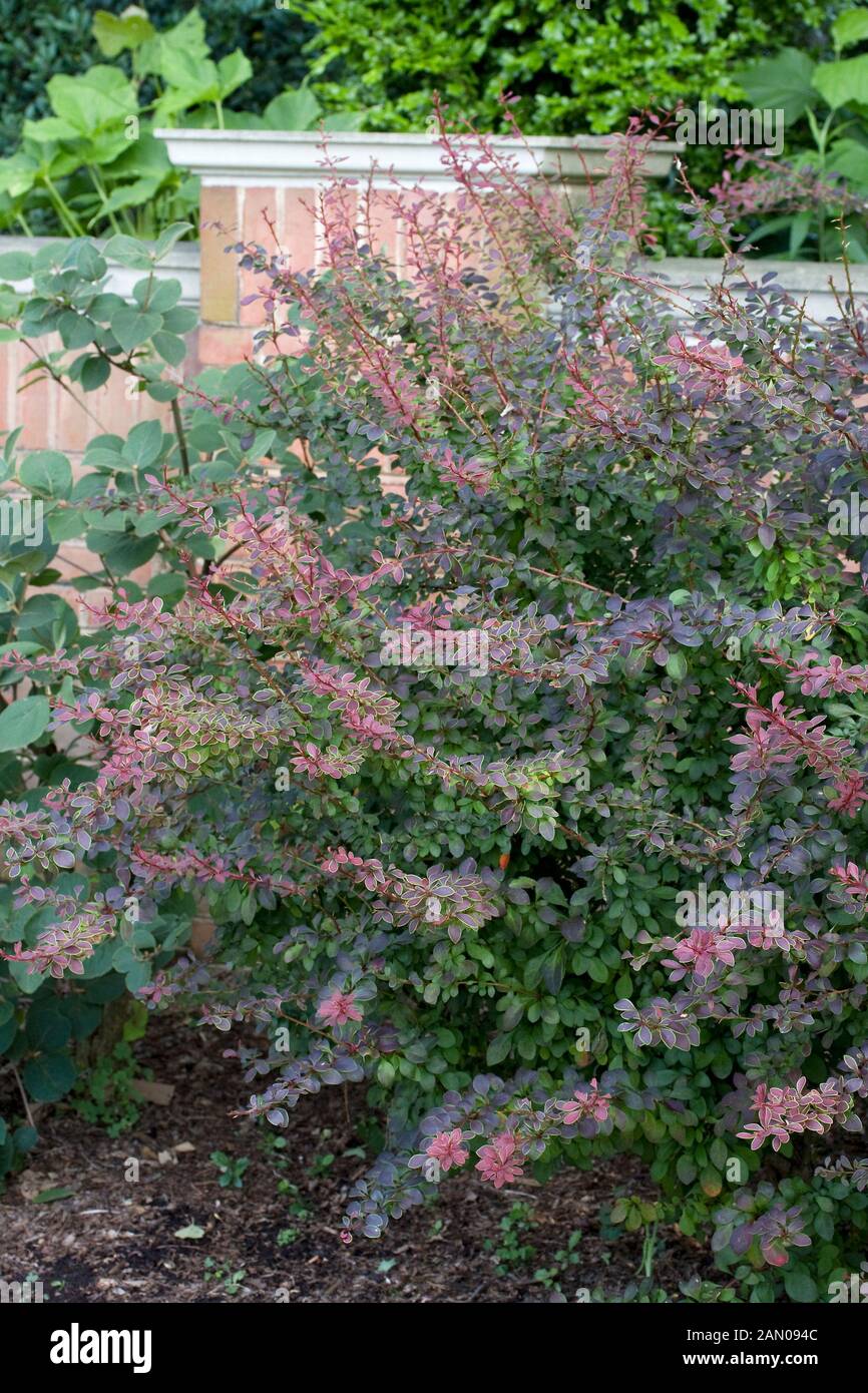 Hy Vee Garden At Stonybrook Golden Ruby Barberry