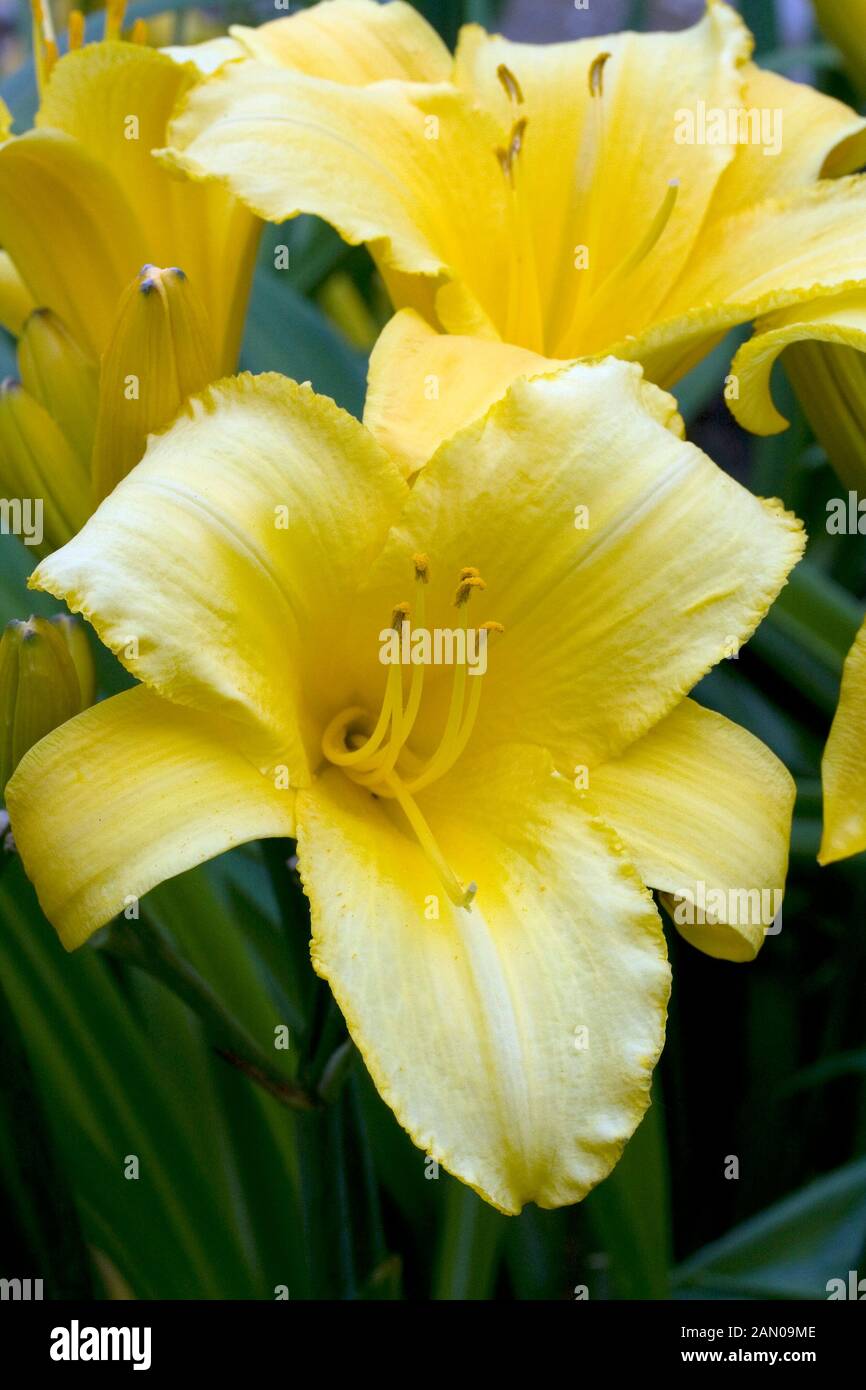 HEMEROCALLIS MARY TODD Stock Photo - Alamy
