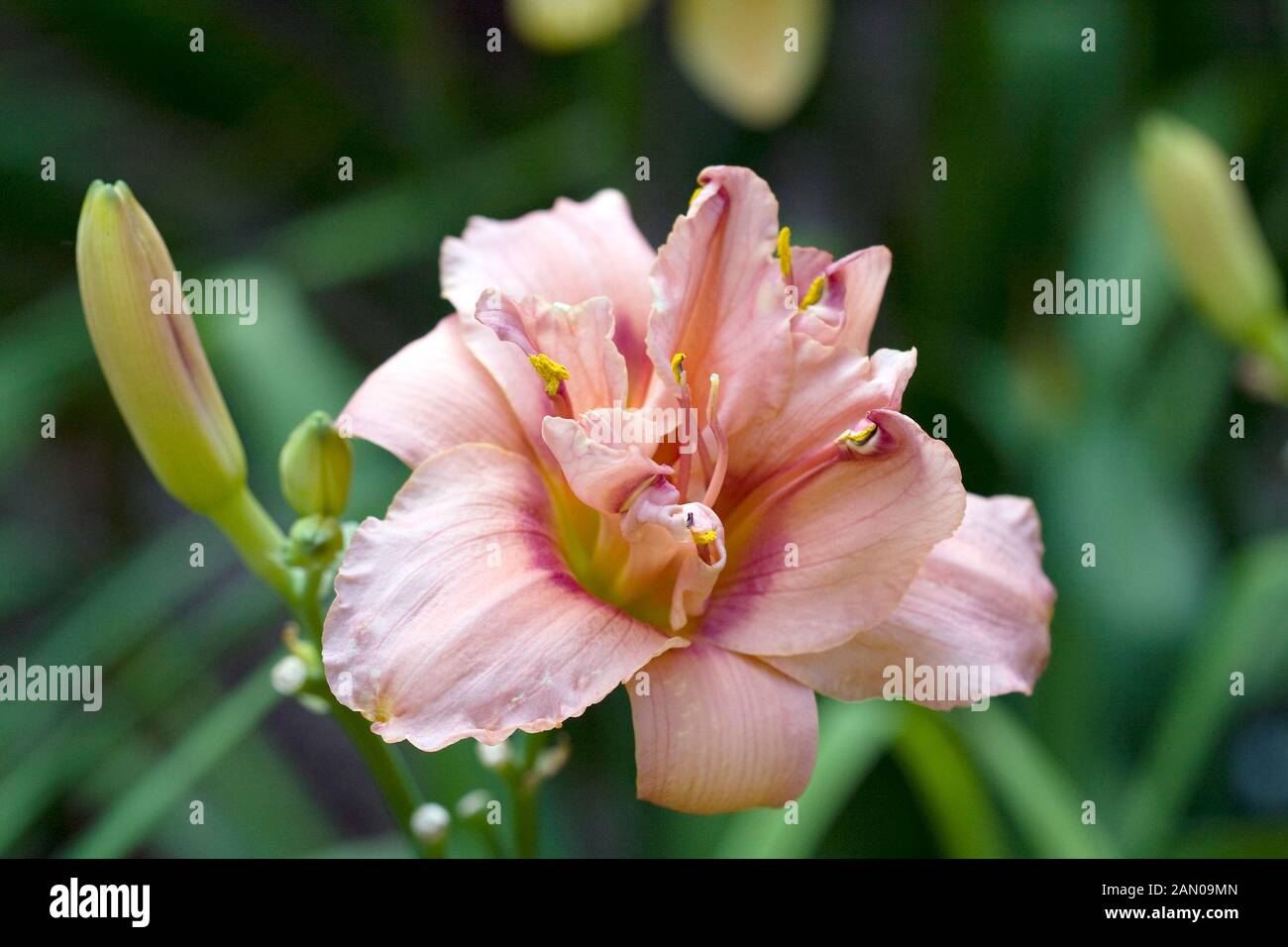 HEMEROCALLIS PU YI Stock Photo