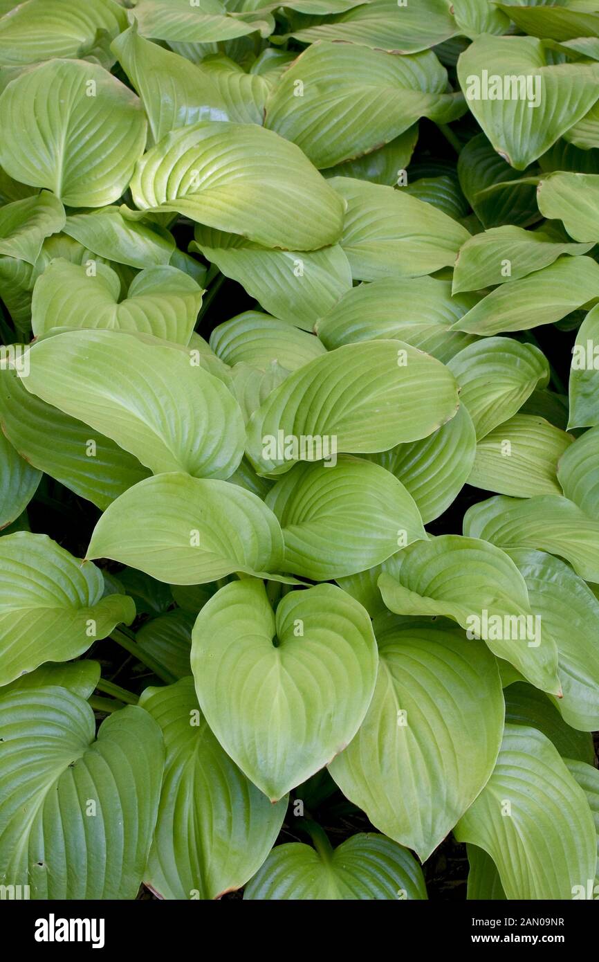 Hosta Plantaginea High Resolution Stock Photography and Images Alamy