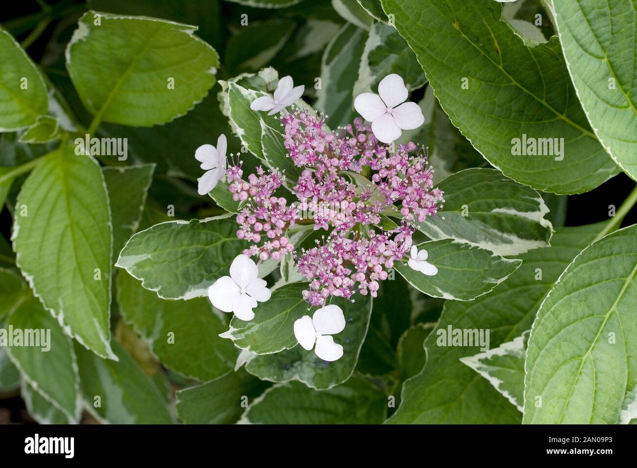HYDRANGEA MACROPHYLLA MACULATA Stock Photo - Alamy