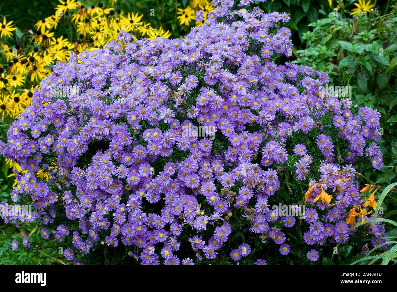 ASTER PURPLE DOME Stock Photo