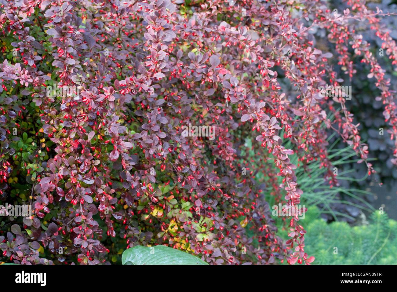 Purple Barberry Photos Purple Barberry Images Alamy