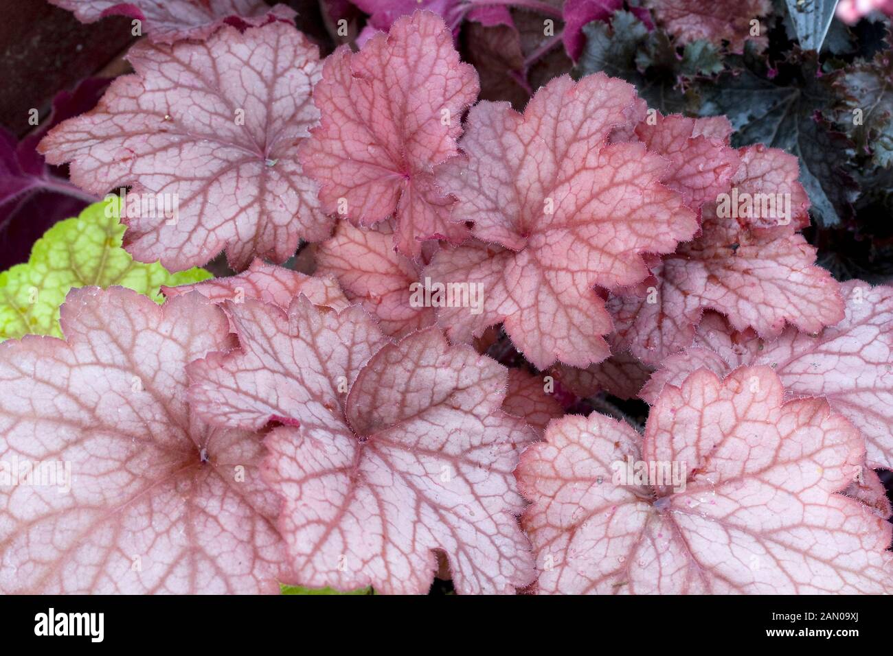 HEUCHERA GEORGIA PEACH Stock Photo - Alamy