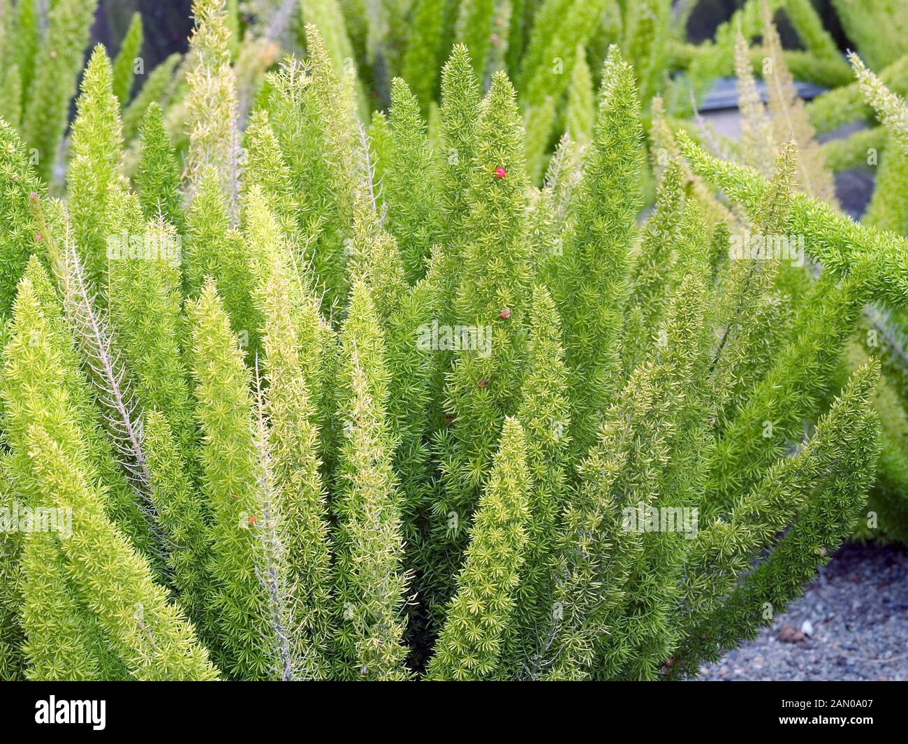 ASPARAGUS DENSIFLORUS MYERSII Stock Photo Alamy