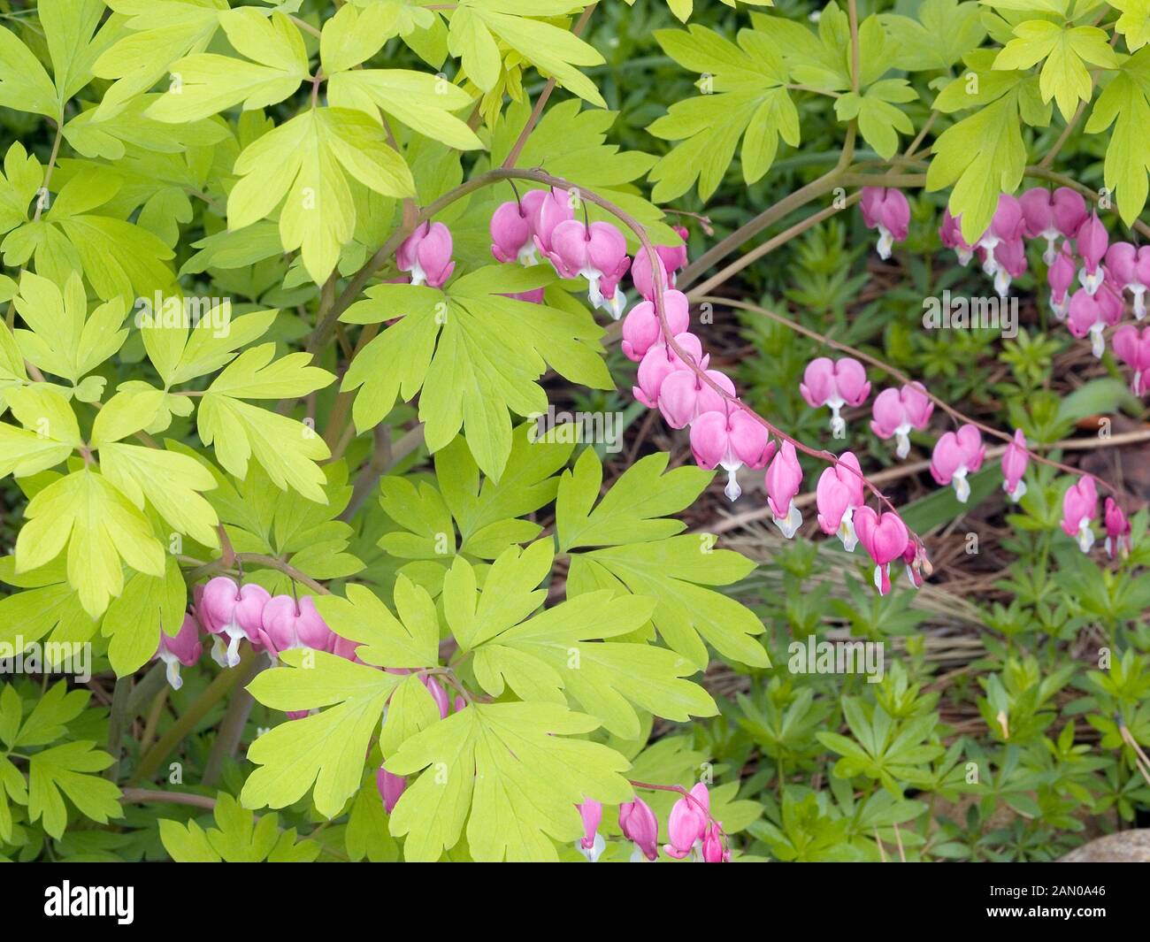 DICENTRA SPECTABILIS GOLD HEART Stock Photo Alamy