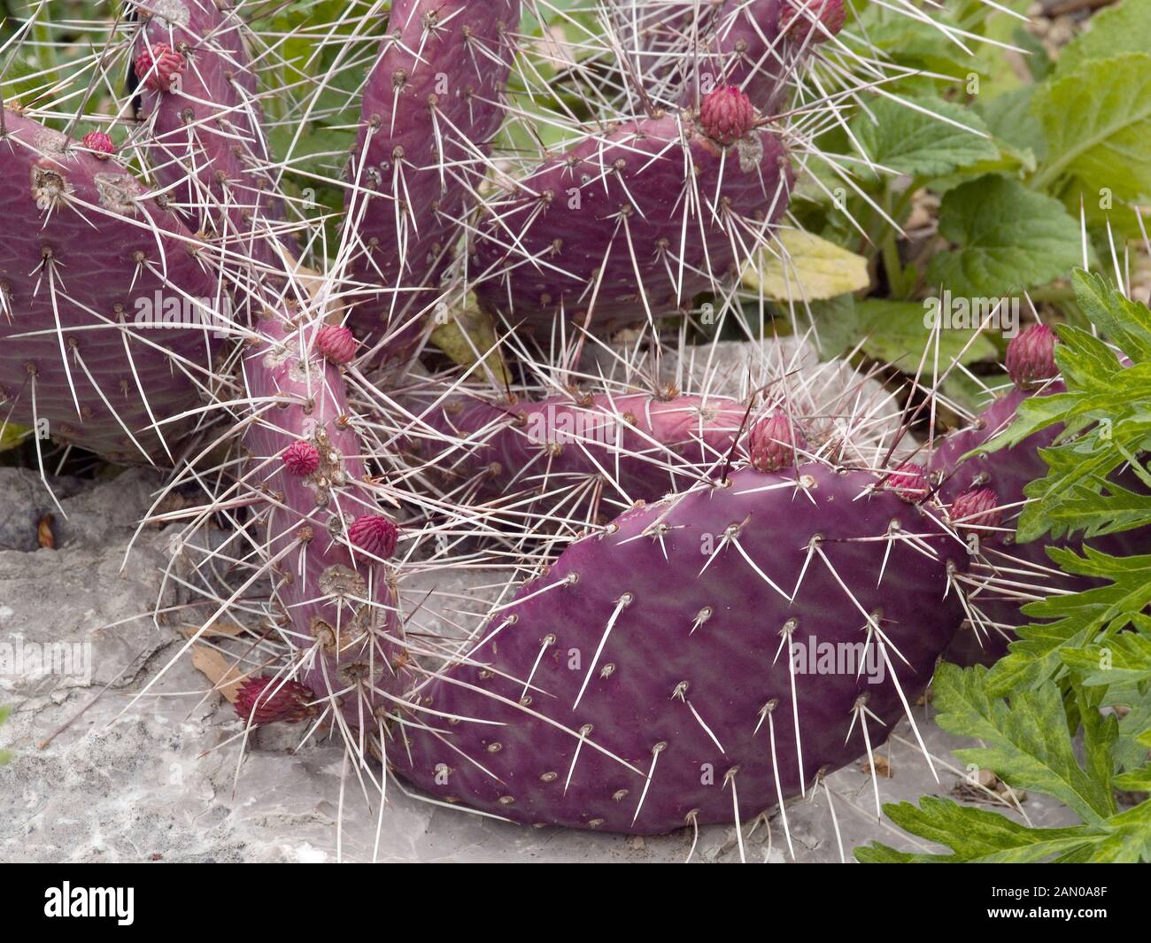 OPUNTIA PHAEACANTHA DARK KNIGHT Stock Photo