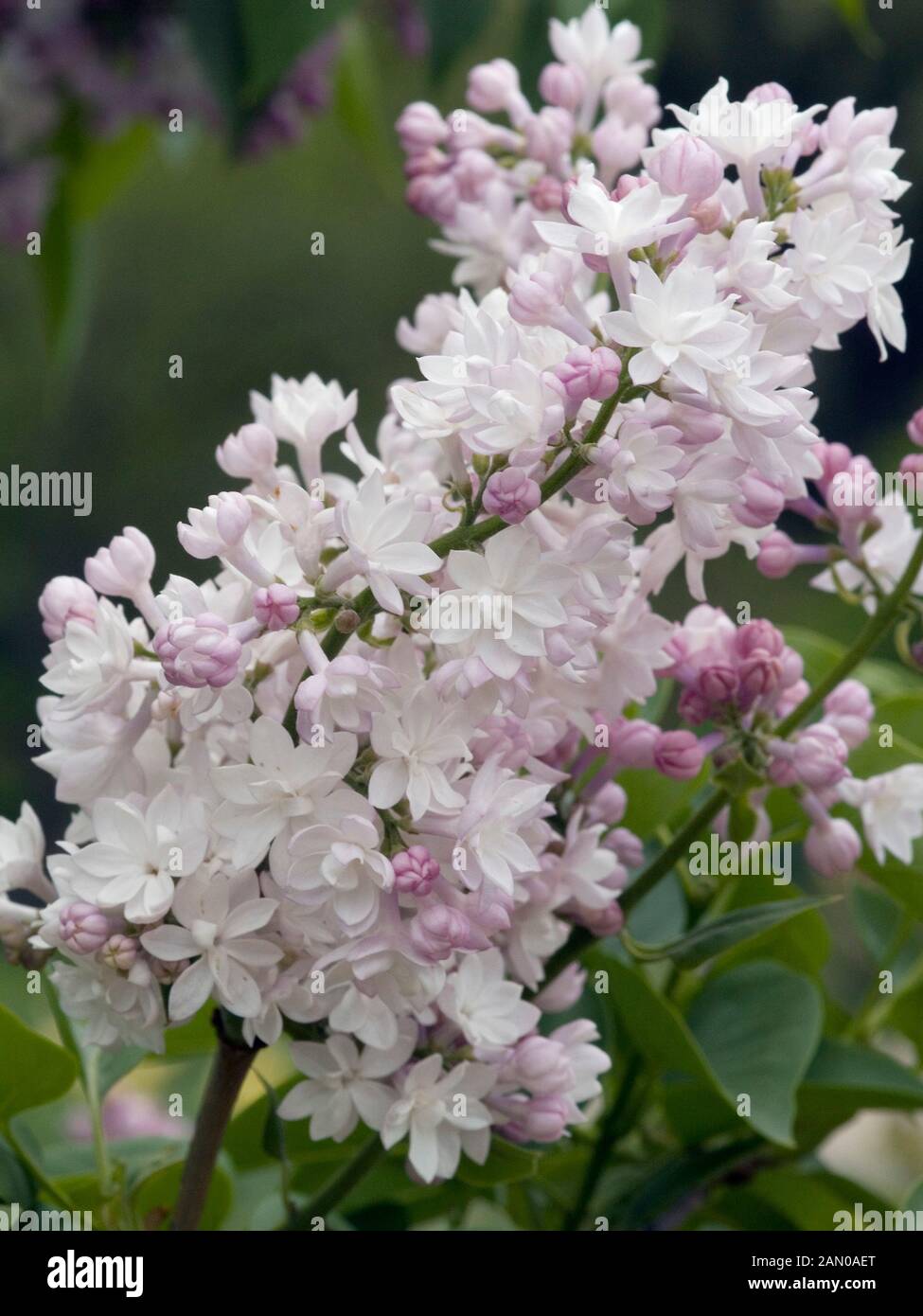 Сирень Красавица Москвы Купить Саженцы В Москве