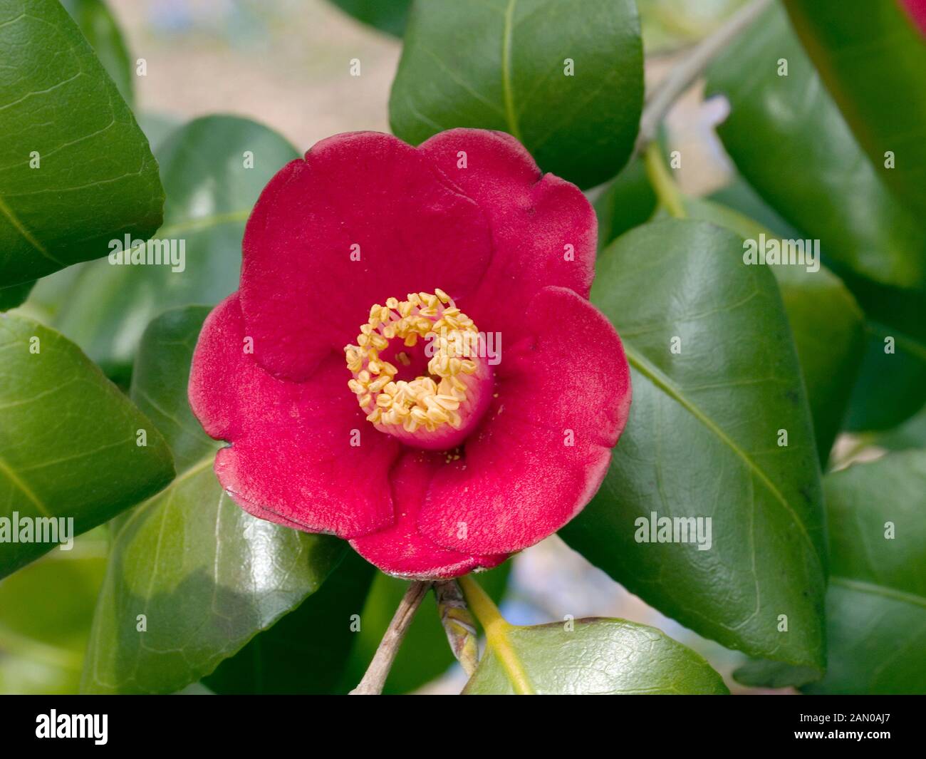 CAMELLIA JAPONICA KOREAN FIRE Stock Photo Alamy