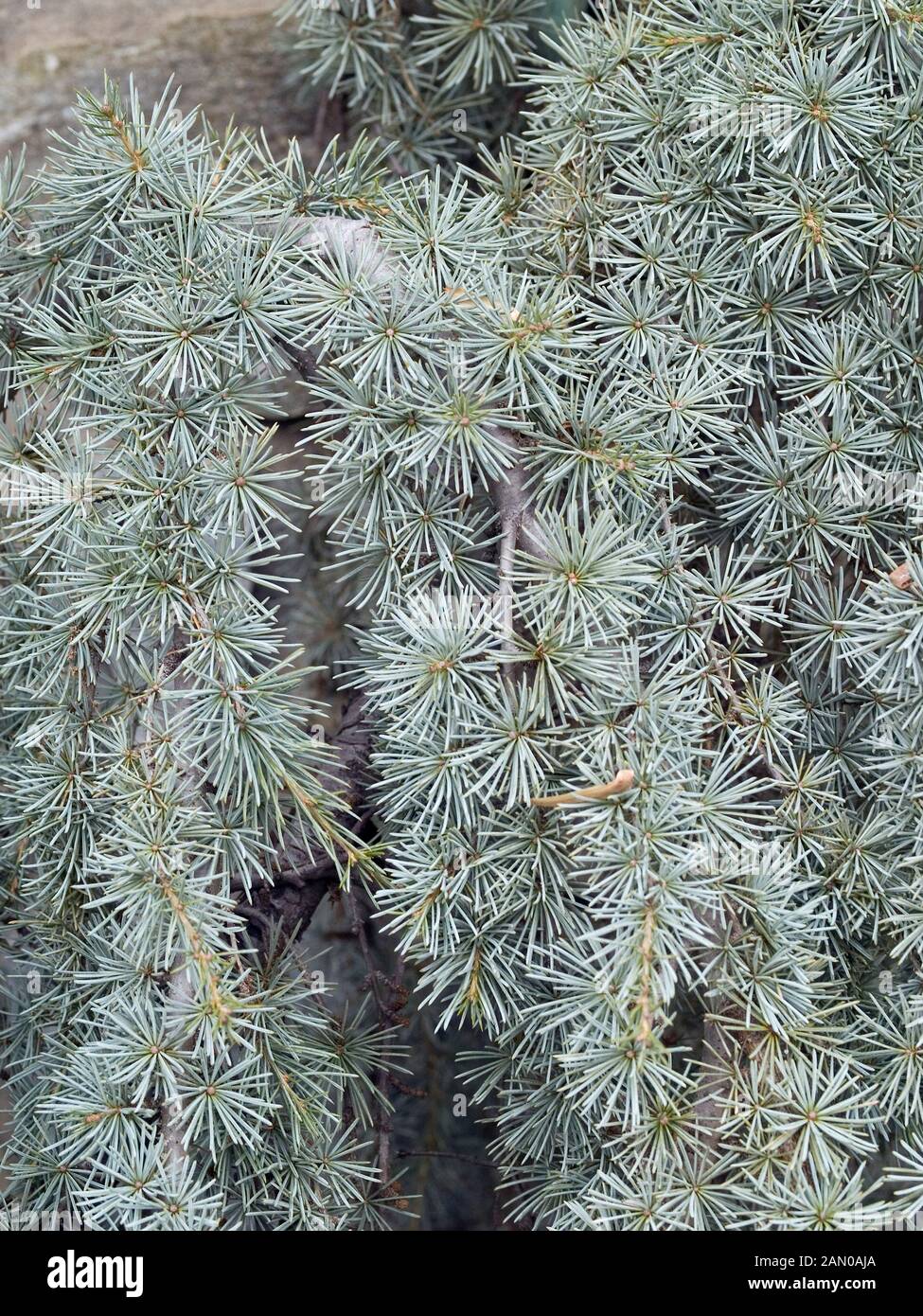 CEDRUS ATLANTICA GLAUCA PENDULA NEEDLES Stock Photo