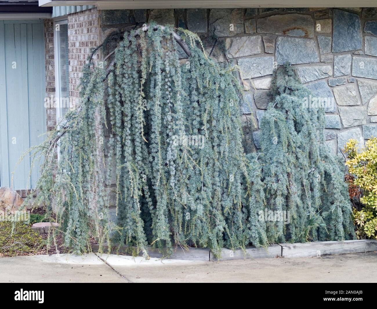 CEDRUS ATLANTICA GLAUCA PENDULA Stock Photo