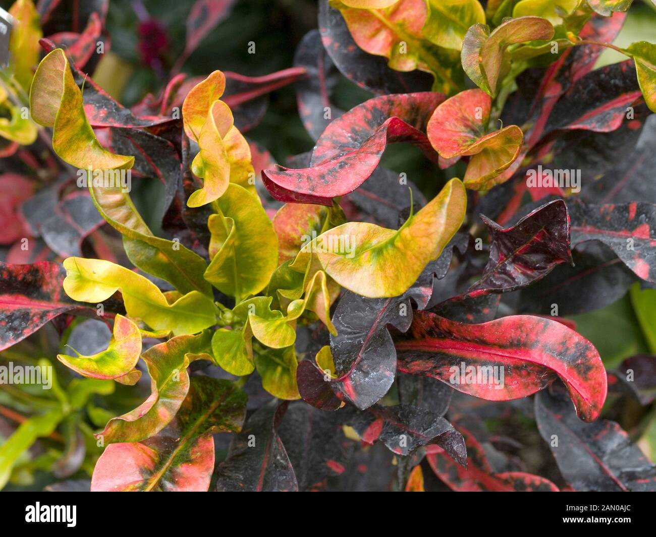 Codiaeum variegatum pictum banana hi-res stock photography and images ...