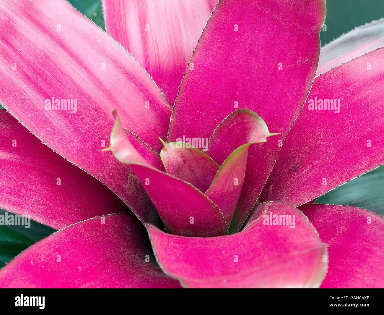 NEOREGELIA PINK Stock Photo