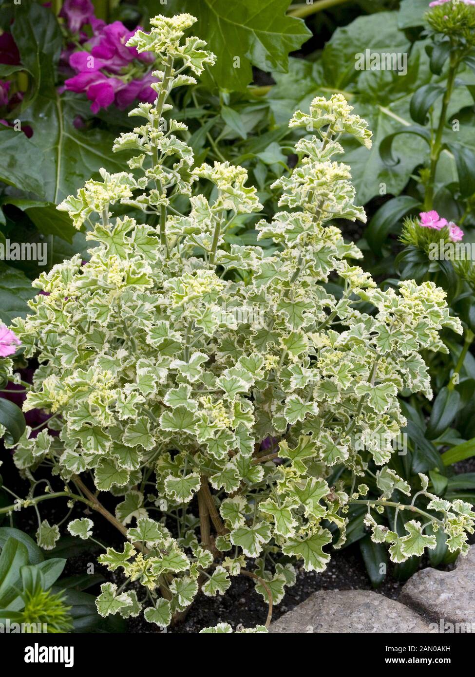 PELARGONIUM SCENTED PRINCE RUPERT VARIEGATED Stock Photo Alamy