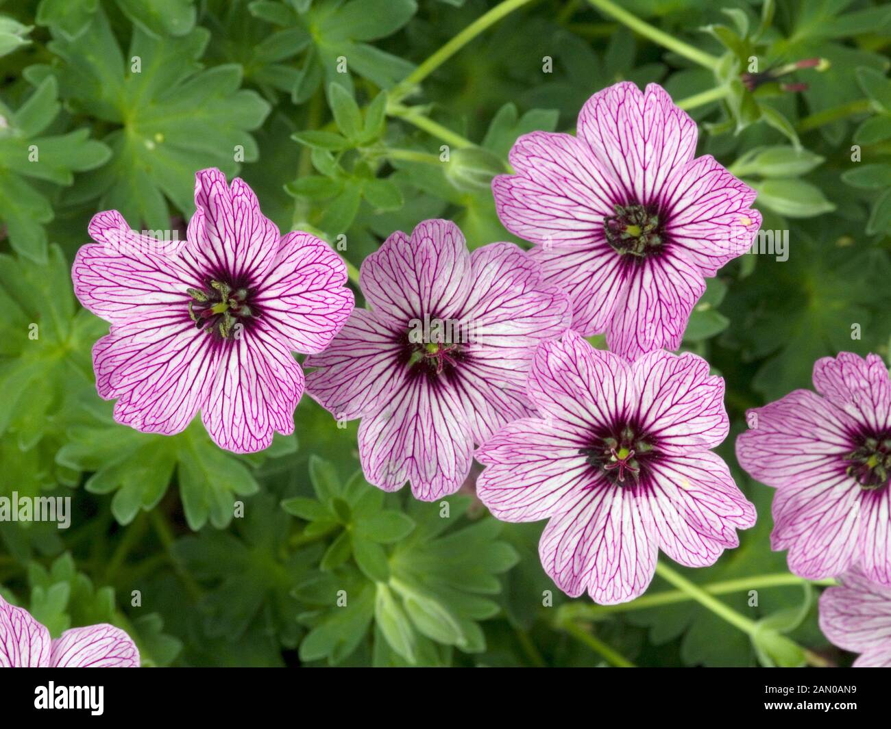 Striped Geranium Stock Photography and Images - Alamy