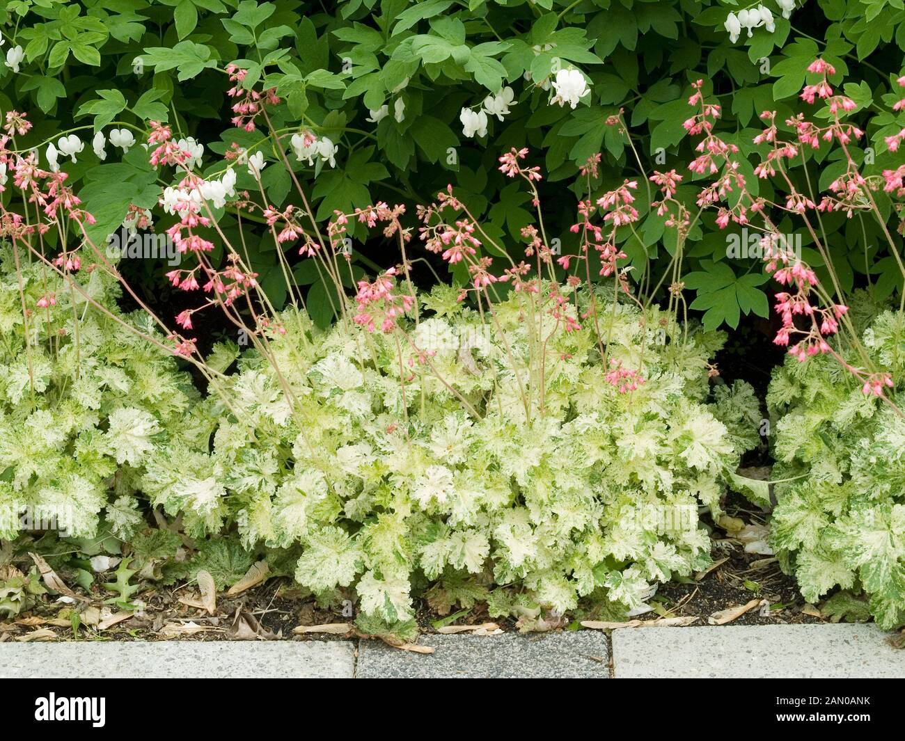 HEUCHERA SNOW ANGEL Stock Photo Alamy