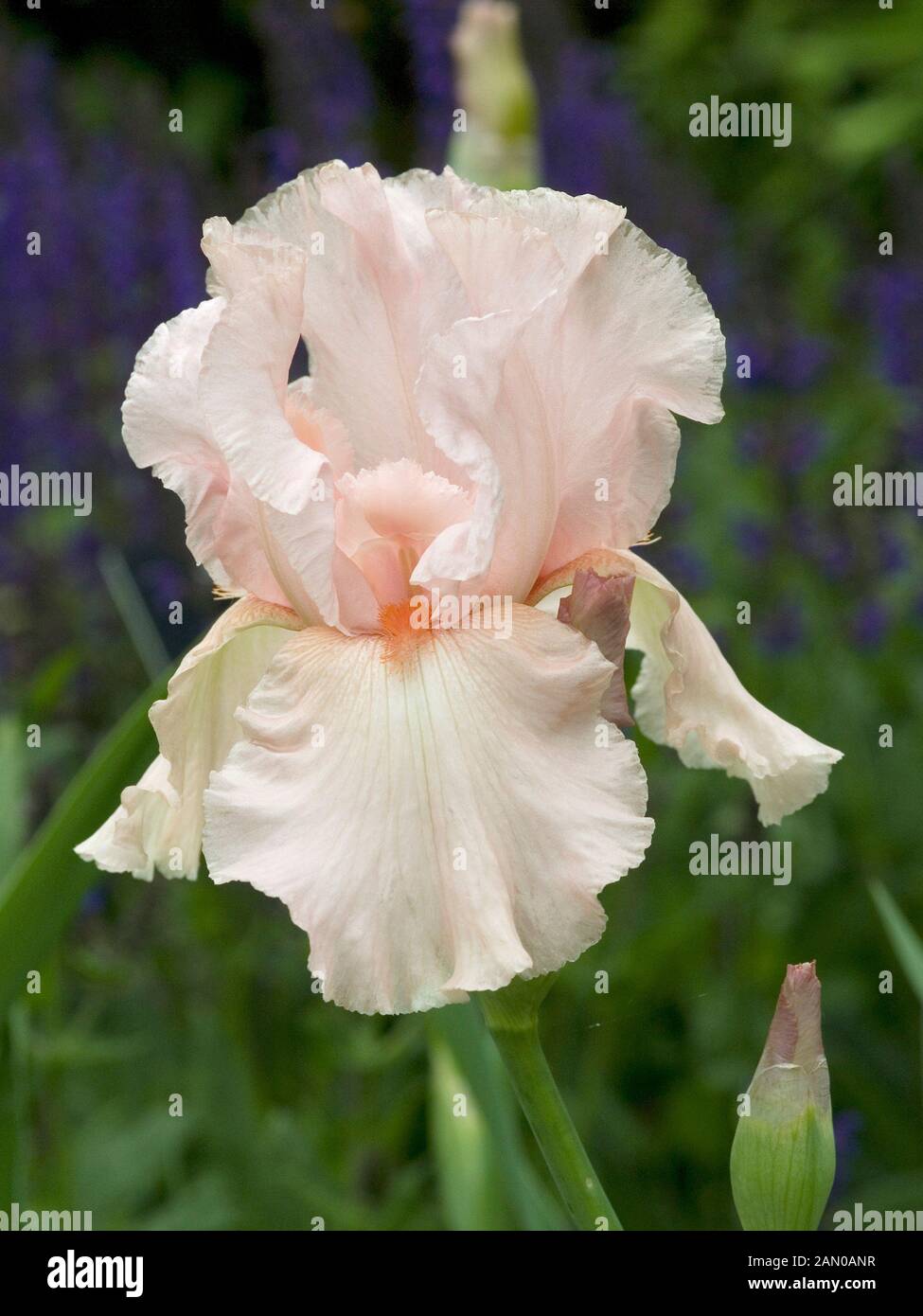IRIS GERMANICA CHERUB’S SMILE Stock Photo - Alamy