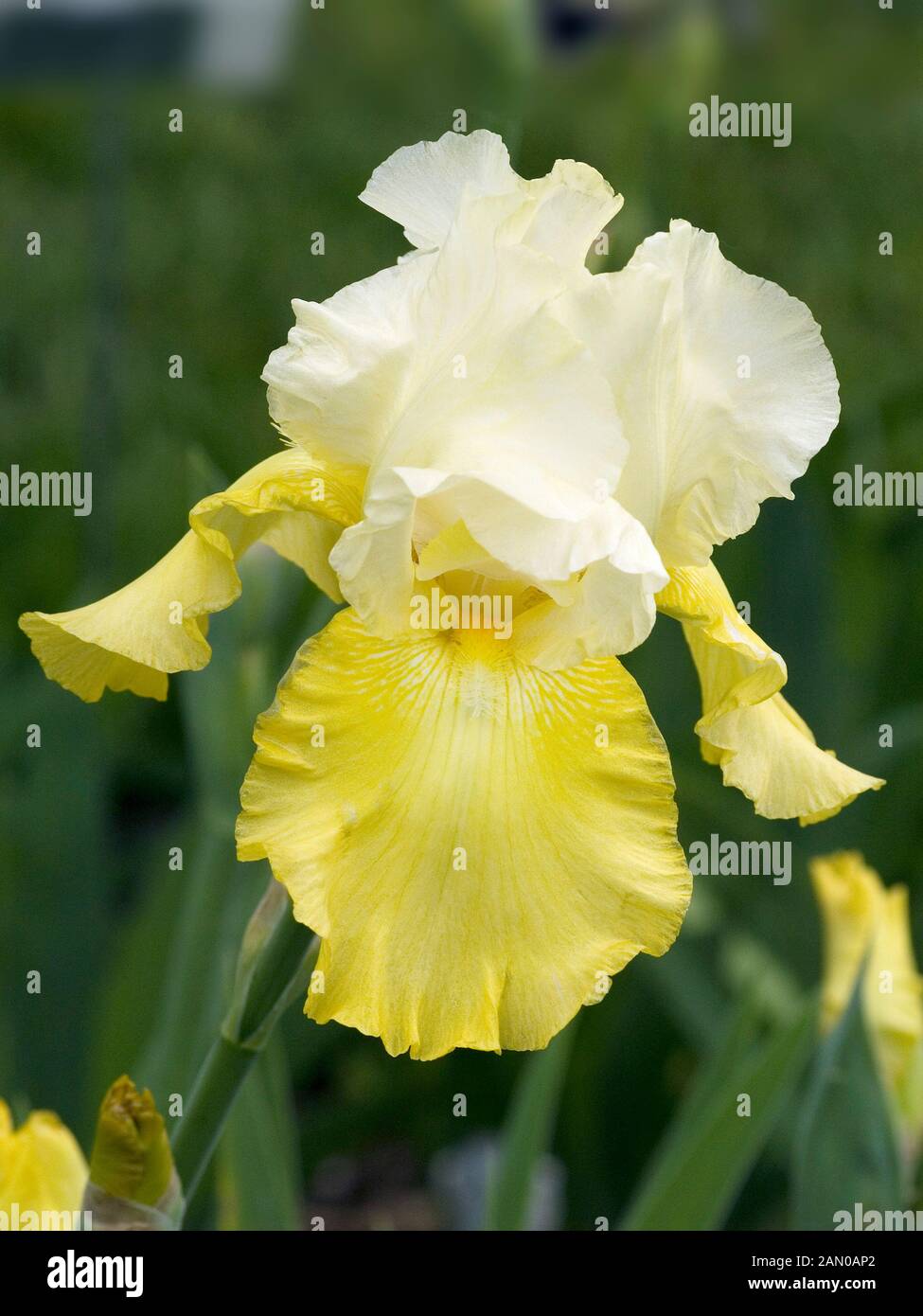 Iris germanica wedding candles hires stock photography and images Alamy