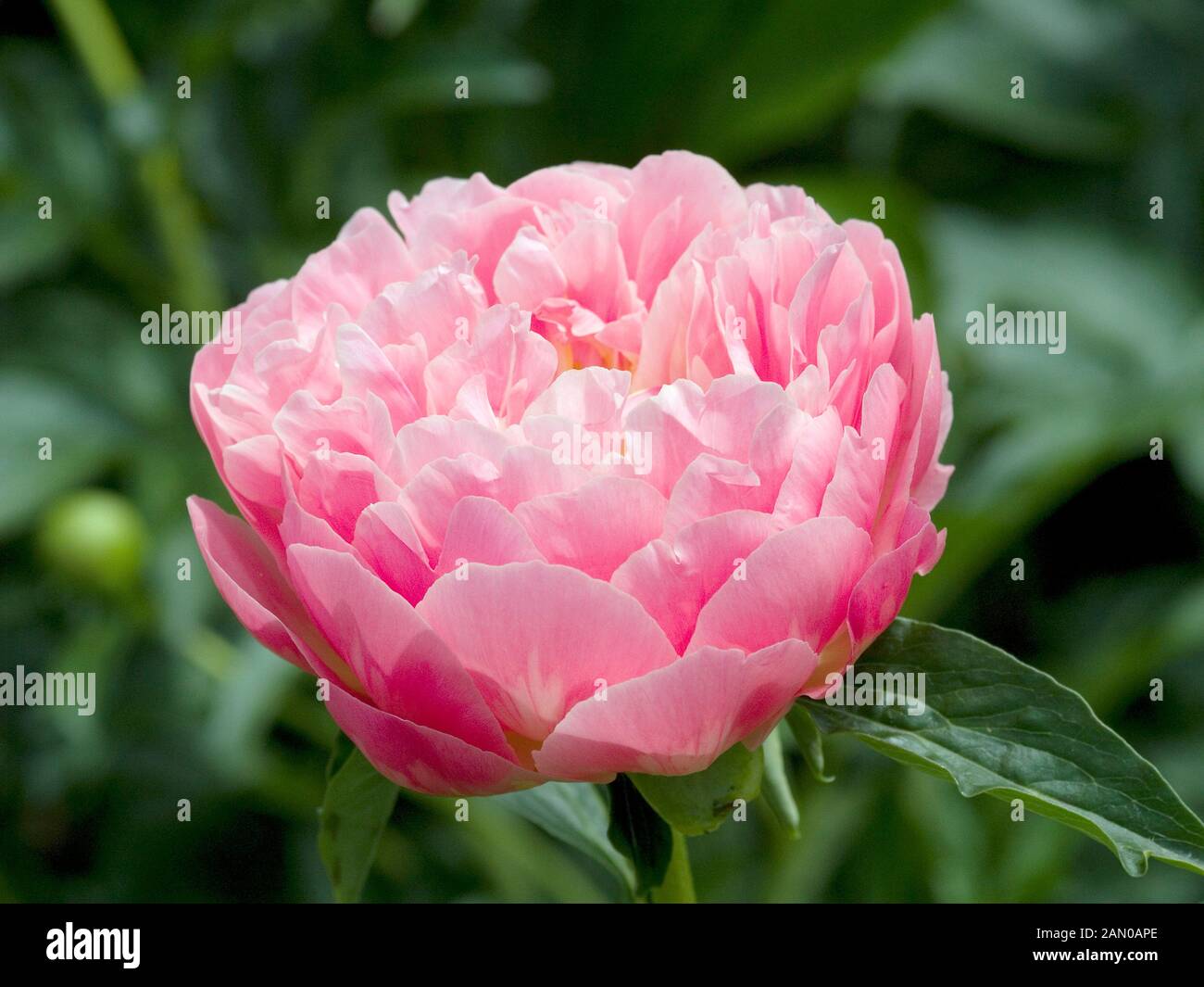 Paeonia 'Pink Hawaiian Coral' (Peony)