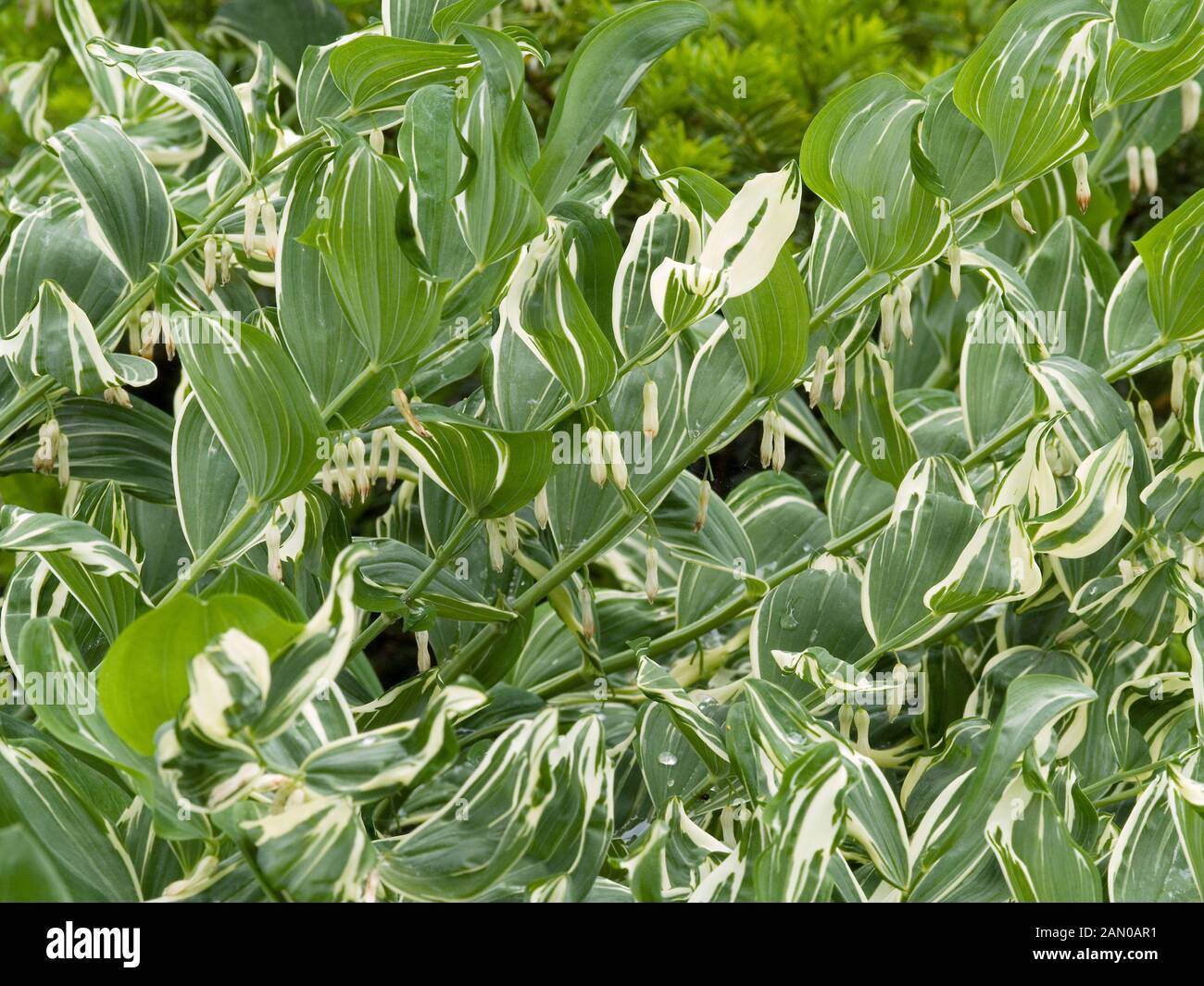 Polygonatum multiflorum hi-res stock photography and images - Alamy