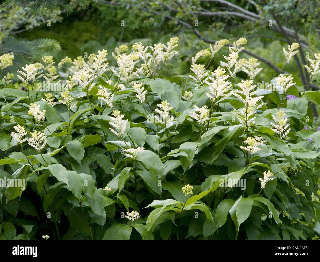 SMILACINA RACEMOSA Stock Photo