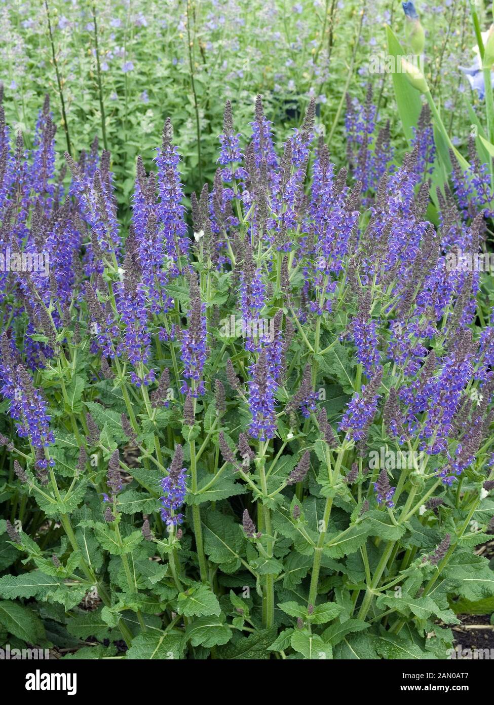 Salvia sylvestris may night hi-res stock photography and images - Alamy