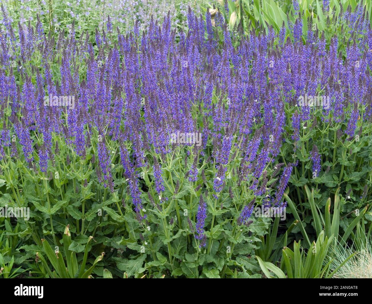 Salvia sylvestris hi-res stock photography and images - Alamy