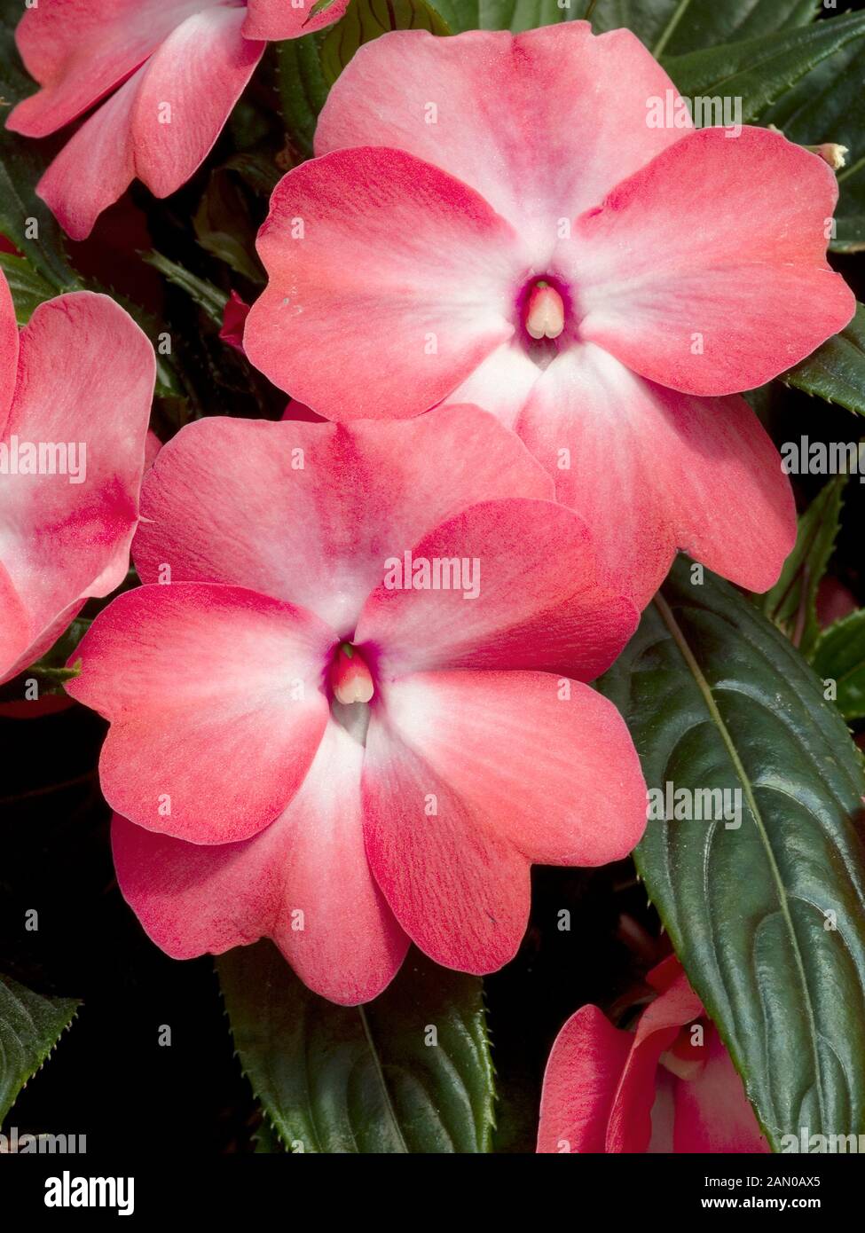 Impatiens new guinea super sonic coral ice hi-res stock photography and