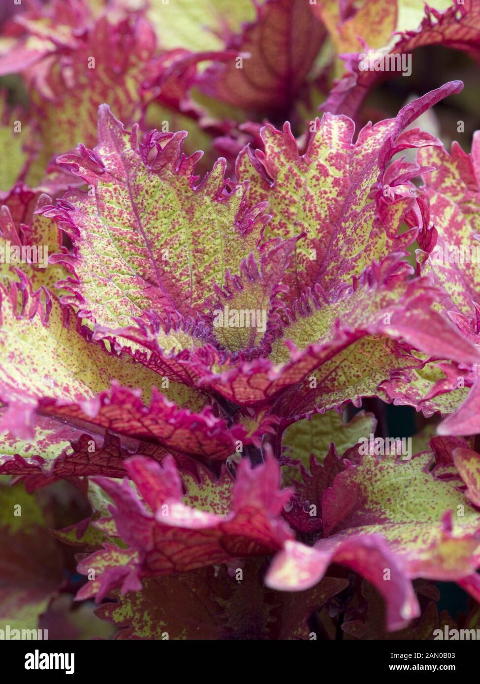 COLEUS HENNA Stock Photo - Alamy