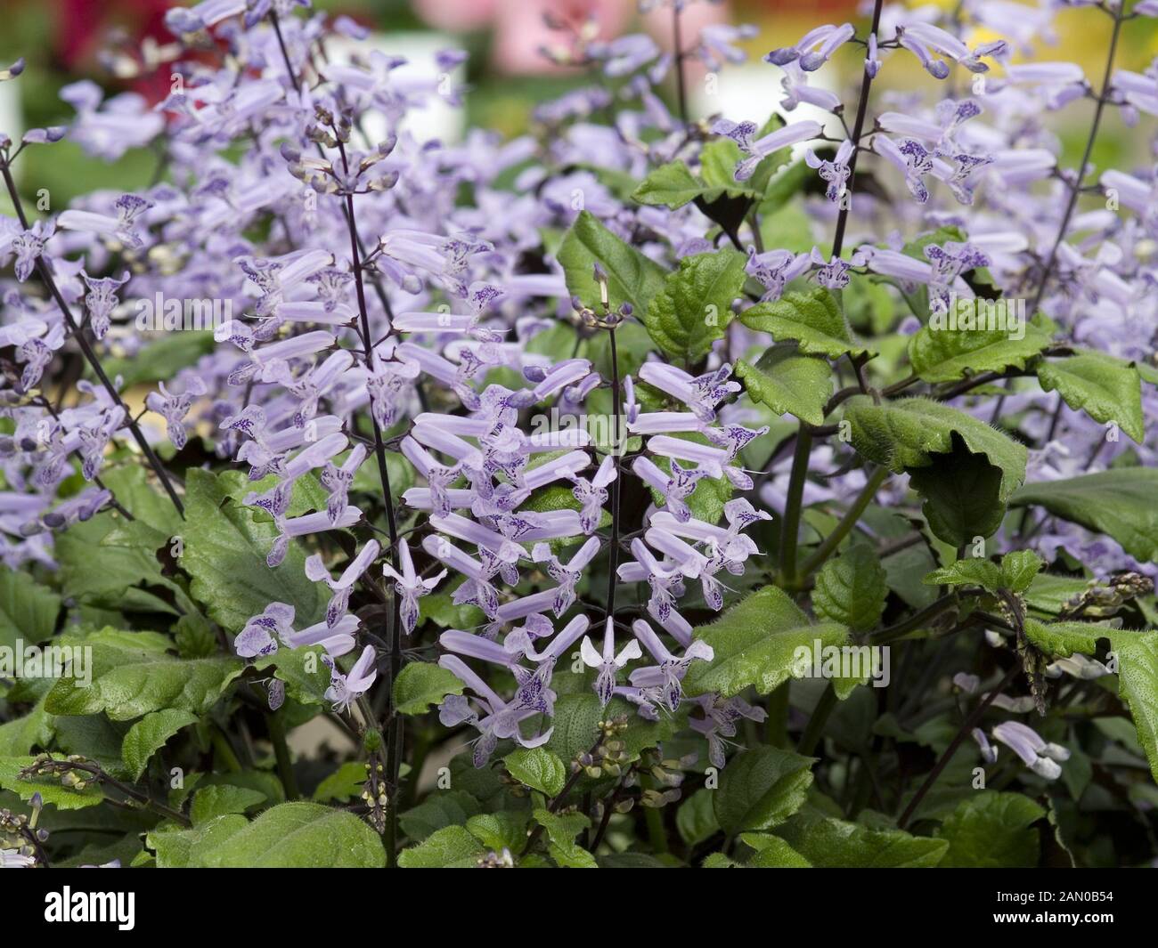 Plectranthus Mona Purple High Resolution Stock Photography and Images ...
