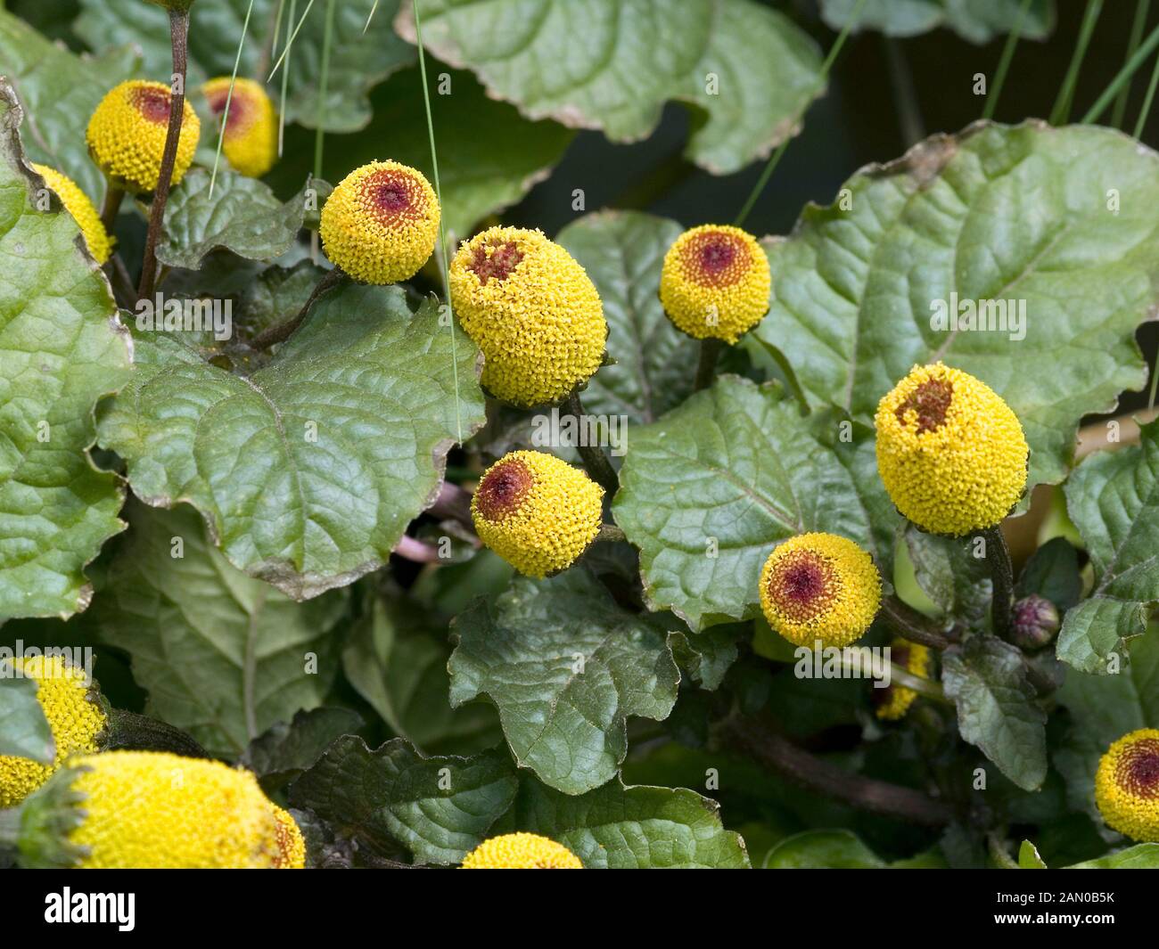 Peek A Boo Para Cress (Spilanthes oleracea 'Peek A Boo') in