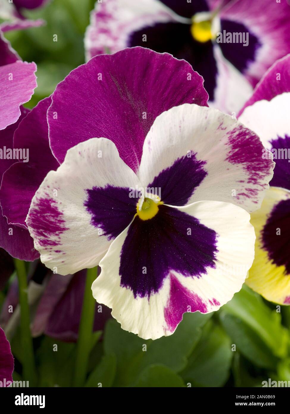 VIOLA WITTROCKIANA MATRIX ROSE WING Stock Photo